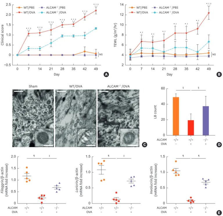 Fig. 2. ALCAM attenuates skin barrier disruption induced by epicutaneous OVA sensitization