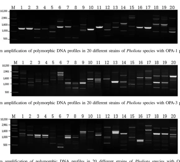 Fig. 3. Random amplification of polymorphic DNA profiles in 20 different strains of Pholiota species with OPA-3 primer.