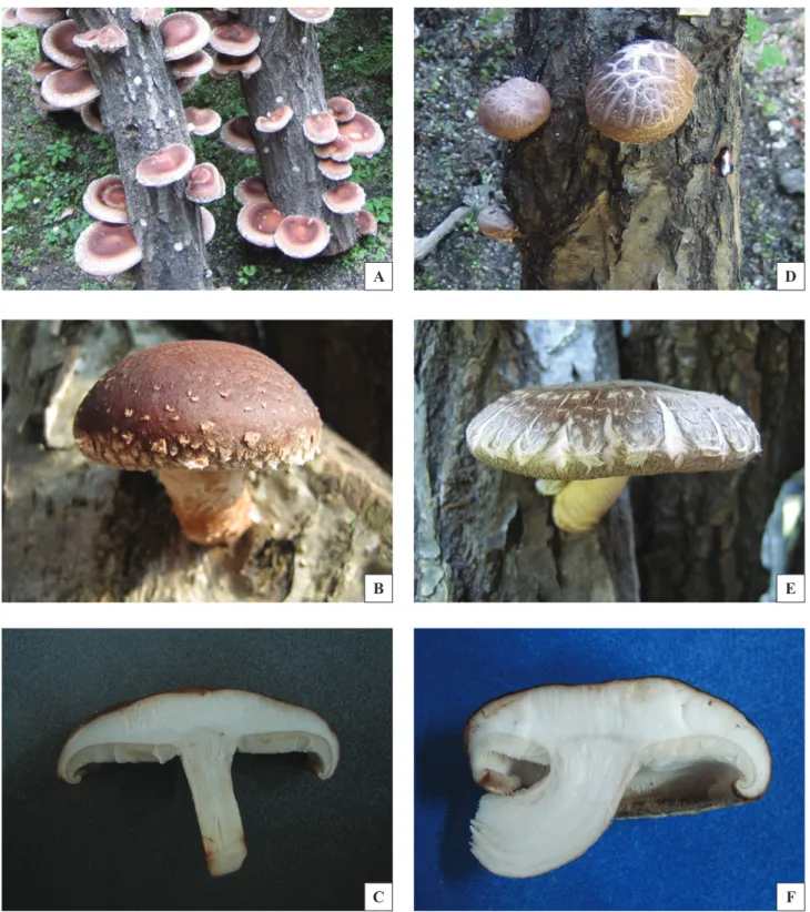 Fig. 4. Fruit bodies of new strain Soohyangko(A, B, C) and Sanlim 4ho(D, E, F). 