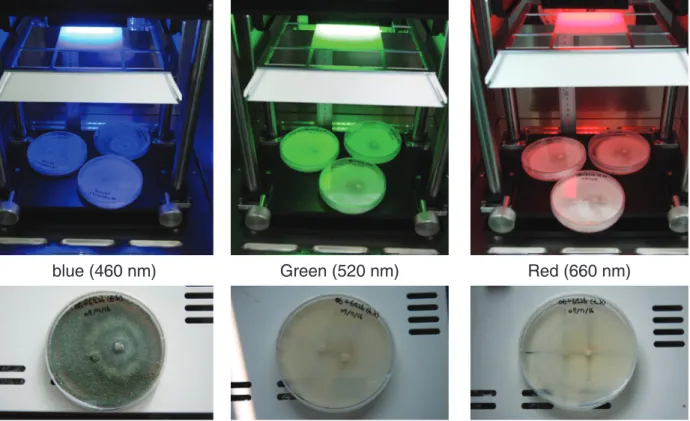 Fig. 1.  Effect of replacement culture of cauliflower mushroom (Sparassis crispa) and penicillium (Trichoderma harzianum) using  different LED lighting wavelength condition.