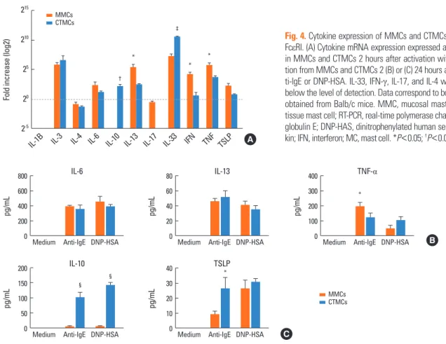 Fig. 4. Cytokine expression of MMCs and CTMCs after activation through  Fc εRI. (A) Cytokine mRNA expression expressed as fold change by RT-PCR  in MMCs and CTMCs 2 hours after activation with α-IgE