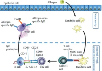 Fig. 5. The potential effects of miR-143 and miR-135a on signaling pathways. 