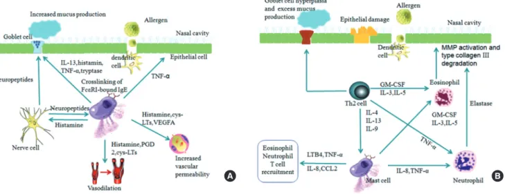 Fig. 7. Early and late phase reactions in AR. (A) Early phase reaction: Ligation of allergen-specific IgE-FcεRI complexes by the corresponding allergen on mast cells  activates mast cells to secrete preformed mediators (e.g