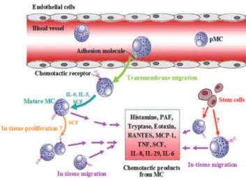 Fig. 9. Self-amplification mechanisms of mast cell accumulation. IL, interleukin; 