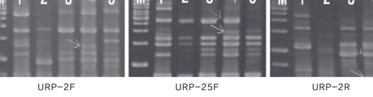Fig. 2.  random amplified polymorphic dNa patterns by primer urP-2f, urP-25f, urP-2r. M : Marker, 1:Chunchu- 1:Chunchu-2ho, 2:Suhan-1ho, 3:Suhan-1ho-41 (single-spore), 4:Gongi-5ho, 5:Chiak-3ho