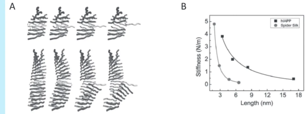그림 2    SMD(Steered Molecular Dynamics) 계산 기법을 이용한 아밀로이드 단백질 섬유의 기계적 변형 거동  분석 : (A) 아밀로이드 단백질 섬유의 길이에 따른 기계적 변형 메커니즘(mechanical deformation  mechanism)