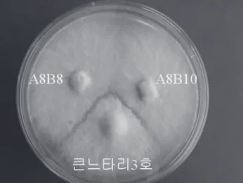 Fig 4.   Somatic incompatibility between a8B8, a8B10, and Keuneutari  3ho (commercial strain).