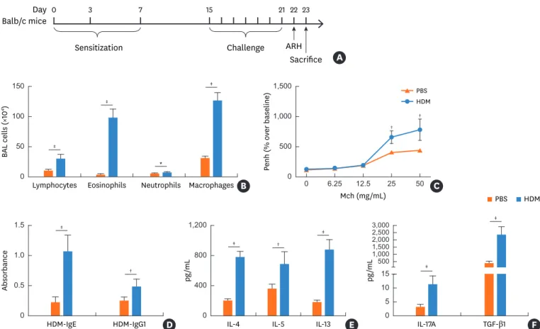 Fig. 1. Levels of Th2 and Th17 cytokines in HDM-induced mouse model of asthma. (A) The design of the HDM-induced mouse model of asthma