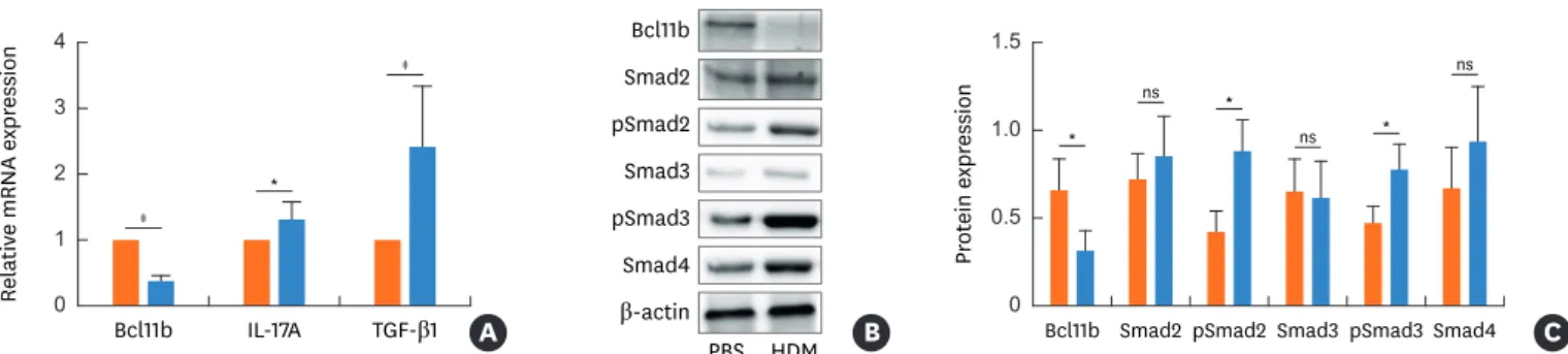 Fig. 3. Expression of Bcl11b, IL-17A and the TGF-β/Smad signaling pathway in HDM-treated mice