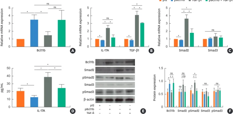 Fig. 4. Effect of Bcl11b on TGF-β1/Smad signaling and IL-17 expression in vitro. (A) The relative mRNA expression of Bcl11b in HDM-cultured splenocytes from naïve  BALB/c mice were normalized by 2 −ΔΔCt  method using SYBR GREEN based real-time PCR (pI2: pI