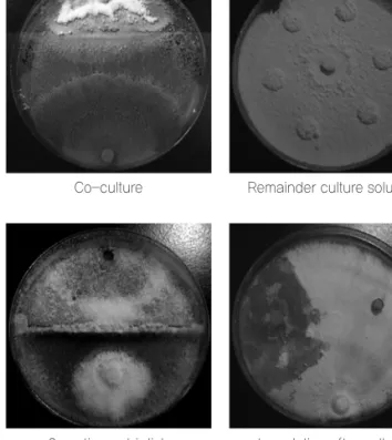 Fig. 3. Method of resistance test of green mold. 