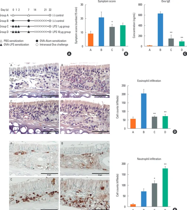 Fig. 1. (A) Experimental protocol for the LPS-induced rhinitis model. BALB/c mice were sensitized with OVA and 1 µg (group C) or 10 µg (group D) of LPS on days 0, 1,  2, and 7