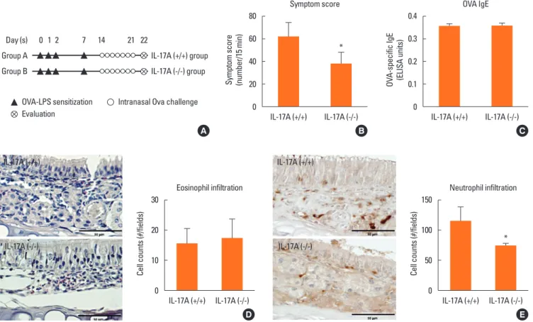 Fig. 3. (A) Experimental protocol for the LPS-induced rhinitis model in the IL-17A knockout and wildtype mice