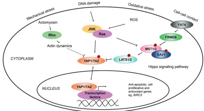 Fig. 1. Examples of signals and pathways regulating YAP1 activity. 25-28