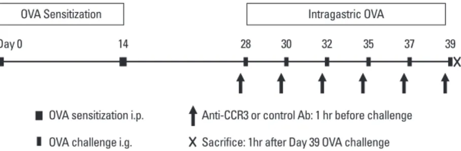 Fig. 1. Experimental protocol. Mice were intraperitoneally sensitized on days 0 and 14, and intragastrically challenged with OVA on days 28, 30, 32, 35, 37, and 39