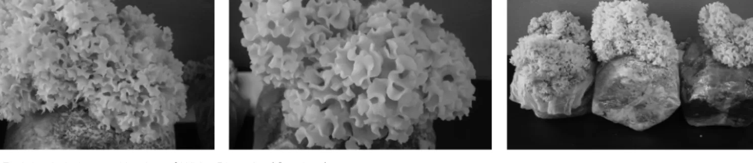 Fig 2. fruit body in bag cultivation of White Blooming(S. crispa).