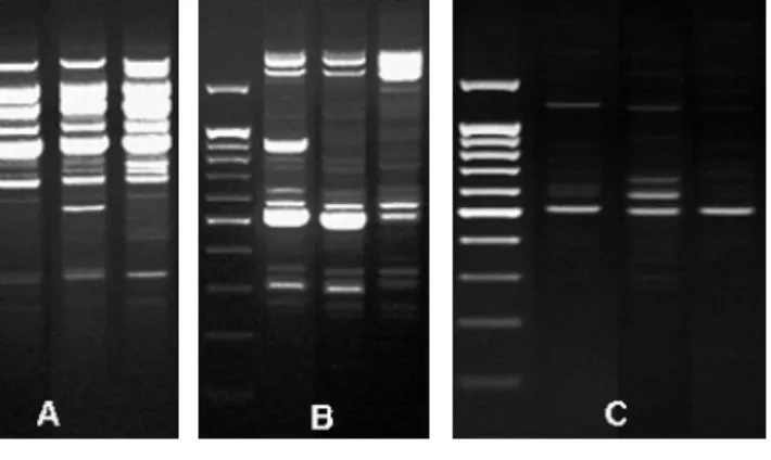 Fig. 2.  raPd profiles from PCr of genomic dNas using operon primer  a07(a), a12(B), B0(C).(each lane M : 1,000bp ladder, 1 :  dahyang, 2 : CM061201,  : No