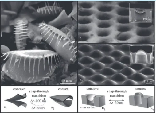 그림 3      ‘Snap-through’ 좌굴 작동 ; (a) Venus flytrap, (b) Micro lens