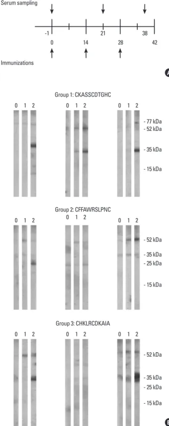 Fig. 3. Selected mimotope clones inhibit human IgE binding to birch pollen  HMW allergen