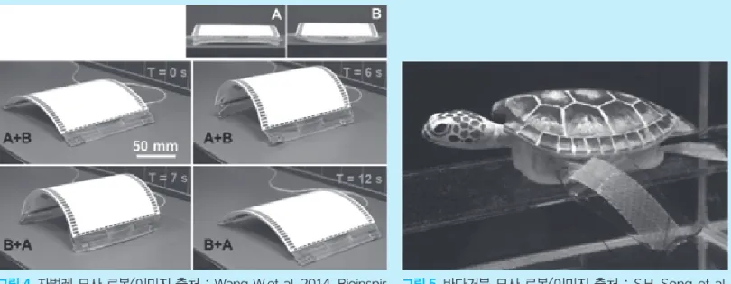 그림 4    자벌레 모사 로봇<이미지 출처 : Wang W.et al, 2014, Bioinspir  Biomim에서 수정> 
