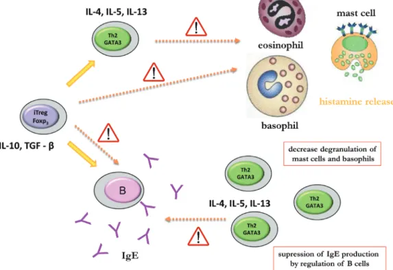 Fig. 1. First administration of AIT vaccine causes decrease in degranulation of mast cells and basophils by blocking effect of Th2 and Treg cytokines