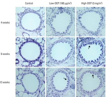 Fig. 10. Goblet cell hyperplasia in the lung based on periodic acid-Schiff staining. 