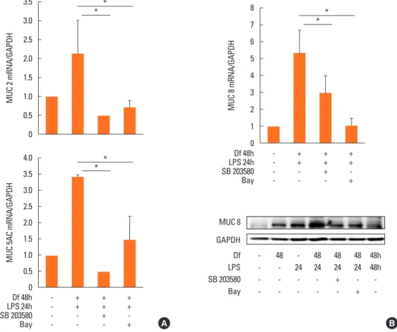 Fig. 7. Inhibition of MUC gene mRNA expression by SB203580 and Bay. (A) Expression of MUC 2, 5AC, and 8 mRNA was down-regulated by treatment with SB  203580 and Bay