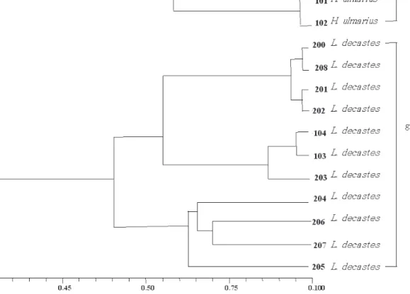 Fig. 2.  Dendrogram tree of Hypsizygus spp. and Lyophyllum spp. based on ITS1 and ITS4 region sequence data