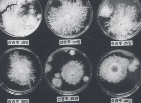 Fig. 3. Changes of phenoloxidase activities in L.edodes mycelia during mycelial browning.
