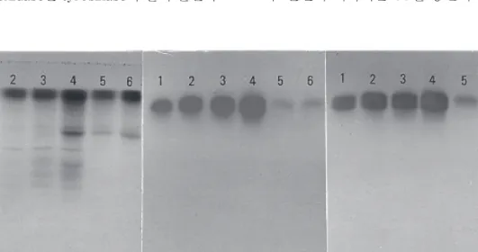 Fig. 5 .  Changes of phosphatase patterns of L. edodes by culture period in agarose gel after isoelectric focusing