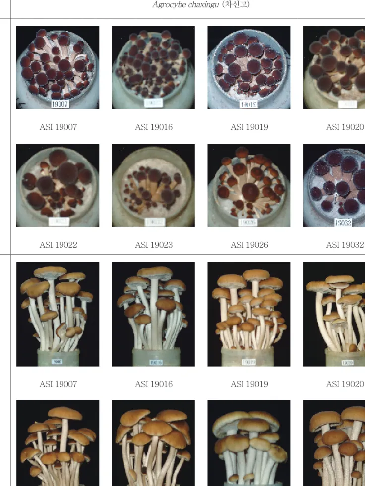 표 7.  Agrocybe chaxingu (차신고) 종의 균주별 생육단계별 자실체 형태 생육 단계 Agrocybe chaxingu (차신고) 버 섯 발 생