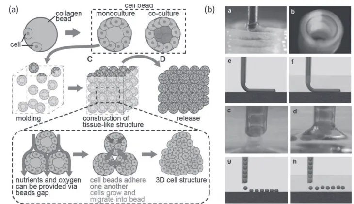 그림 3 Hydrogel을 이용한 3차원 세포 배양 방법: (a) hydrogel bead 기반 3차원 세포 배양 몰드 구성(Y. Morimoto et al, Biomater