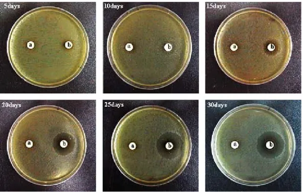 Fig. 3. Protein patterns in the time-course mycelial culture broth of P. jponica in 3% Mulberry leaf extract.