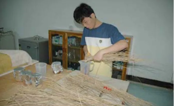Fig. 5. Mycelial growth and density by straw mixture content of sawdust