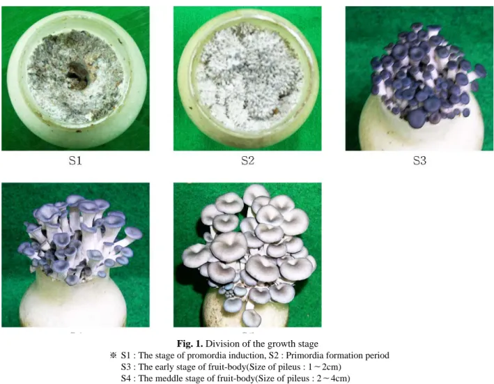 Fig. 1. Division of the growth stage