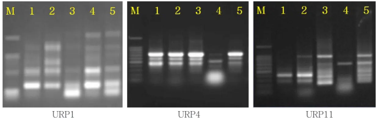 Fig. 3. Random amplified polymorphic DNA patterns by primer URP1, URP4, URP11.