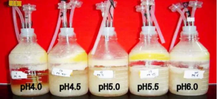 Table 3. Effect of initial pH on the mycelial growth of Codyceps militaris (25℃/14days, Air : 1.8vvm)