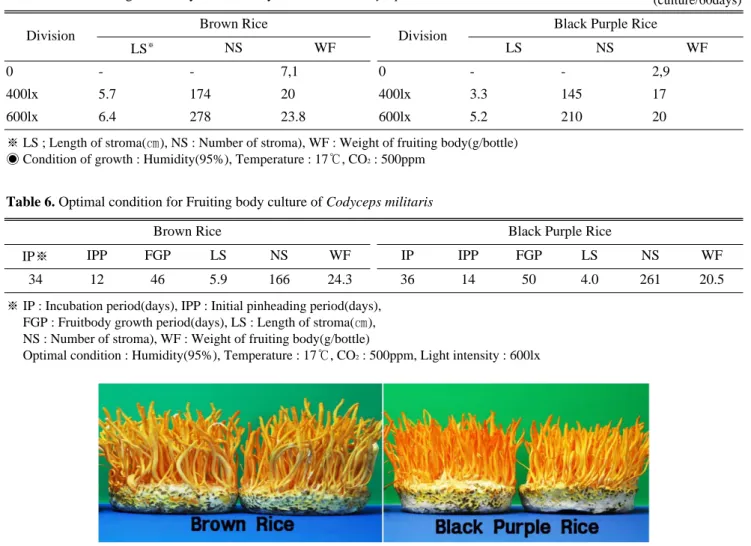 Fig. 2. The fruiting body formation of the optimal condition of Codyceps militatis on grain mediaTable 6