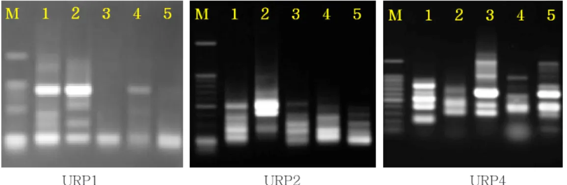 Fig. 3. Random amplified polymorphic DNA patterns by primer URP1, URP2, URP4.