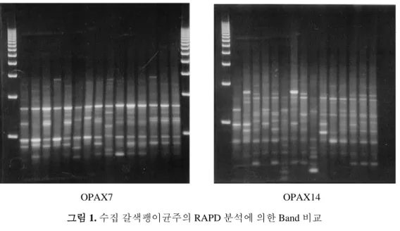 그림 림 1. 수집 갈색팽이균주의 RAPD 분석에 의한 Band 비교