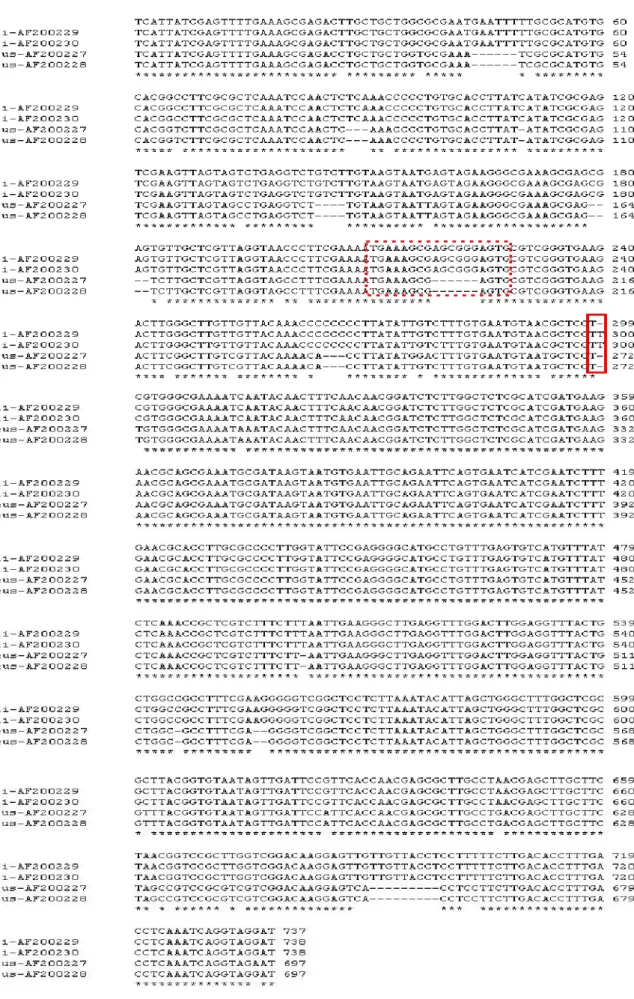 Fig. 1. Comparison of nucleotide sequence of ITS I, 5.8S rRNA and ITS II regions of PMO-P4.