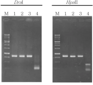 Table 1. Levels of similarity based on ITS sequences from Phenillus spp.