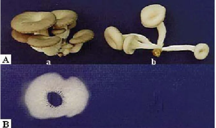 Fig. 2. Morphological features of neohaplonts isolated by protoplast reversion from non-sporulating P.