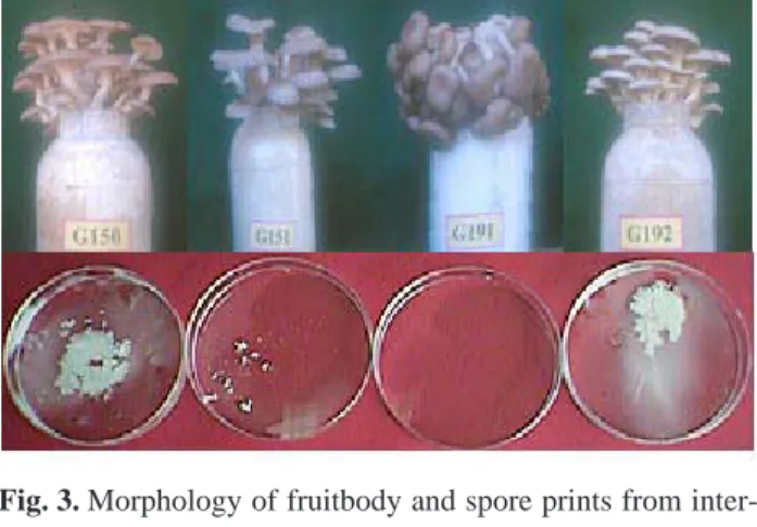 Fig. 3. Morphology of fruitbody and spore prints from inter- inter-strain hybrids between inter-strain ASI 2180 and  ASI 2069 in P