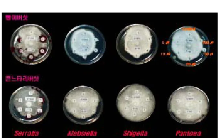Table 3. Isolated bacteria from sawdust media befor sterilization