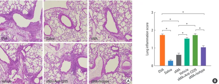 Fig. 3. Treatment of OVA-induced allergic asthmatic mice with sMA and effects of anti-CD25 mAb treatment on the lungs