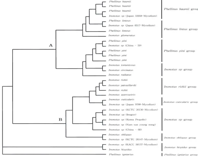 Fig.  2  "B"에는 Hericium그룹과 Ganoderma그룹 및 Sparassis그룹과 국내 유통중인 Inonotus mycelium 그룹 그리고 Fomes그룹 등 역시 5개의 작은 그룹으로 나누어 짐을 확인하였다