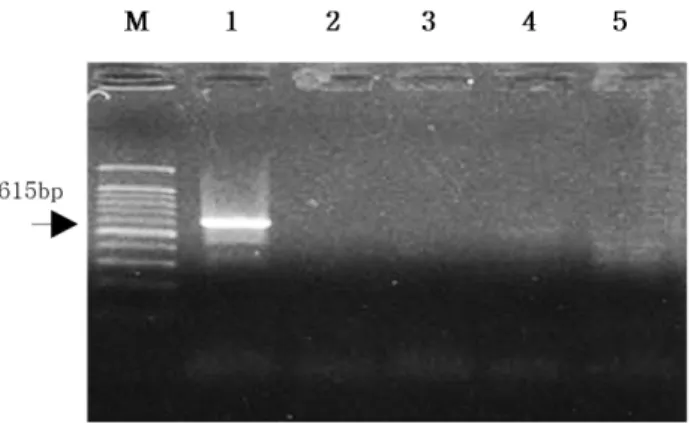 Fig. 3 "A"는 2개의 작은 P. baumii와 P. linteus그룹으로 다시 나우어 짐을 알 수 있었고 P.  baumii group에는 Inonotus sp