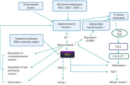 Fig. 3. The roles of serine protease and PAR- PAR-2 in AD. AMP, antimicrobial peptide; FLG,  fil-aggrin; KLK, kallikrein; LB, lamellar body;  LE-KTI, lymphoepithelial Kazal-type-related  in-hibitor; LTN, lipoglycan; PAR-2, protease  ac-tivated receptor-2; 