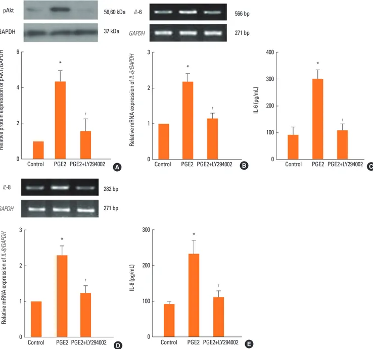 Fig. 5. The role of Akt in the expression of IL-6 and IL-8 in NPDFs. NPDFs were stimulated with PGE2 (20 μM), with or without the Akt inhibitor (LY294002, 10 μM)